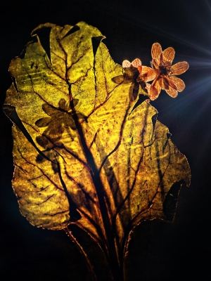 Eugenie - Fine Art - leaf - flower - Hepatica - Shadow - Liverwort - Liverleaf