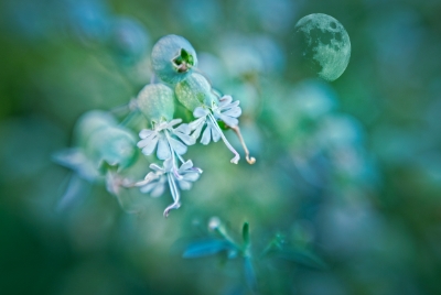 leatherleaf - moon - blue green -