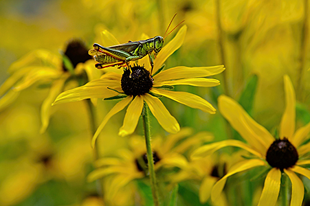 Black-Eyed Susan - flower - yellow - field - green grasshopper