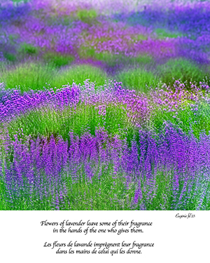 Lavenders - Field